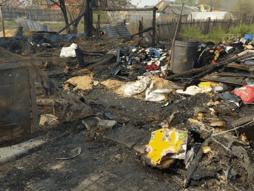 В Свердловской области сожгли частный приют для животных, погибли более 30 собак