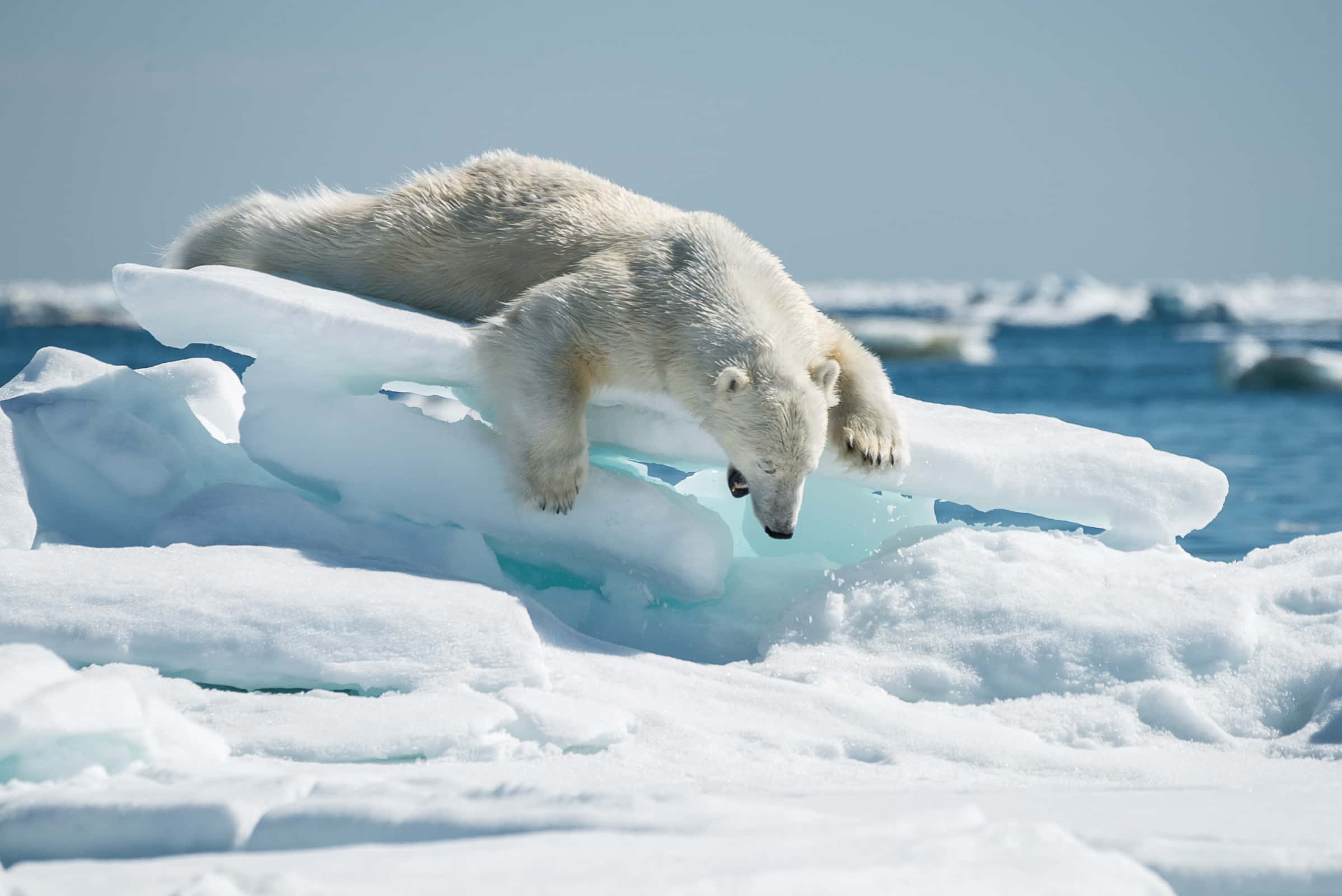 Дума Чукотки хочет прекратить работу WWF в регионе. По мнению депутатов, фонд угрожает национальной безопасности России 