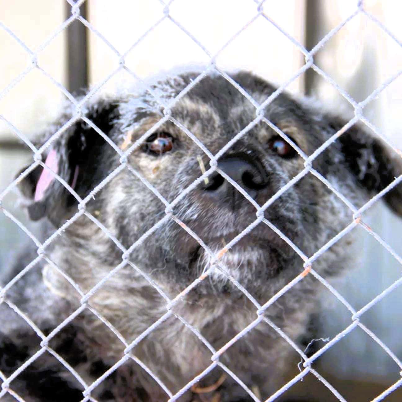 The silence of the pups: Russian regions move to exterminate stray dogs en masse