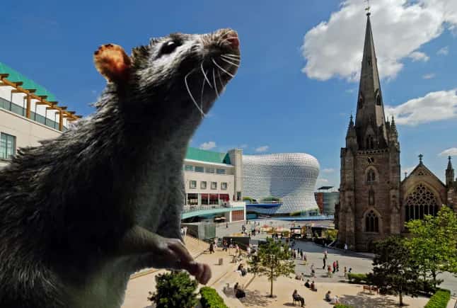 Russia’s Channel One parrots false Daily Mail story of a UK city being “overrun with rats the size of cats” amid garbage collector strike