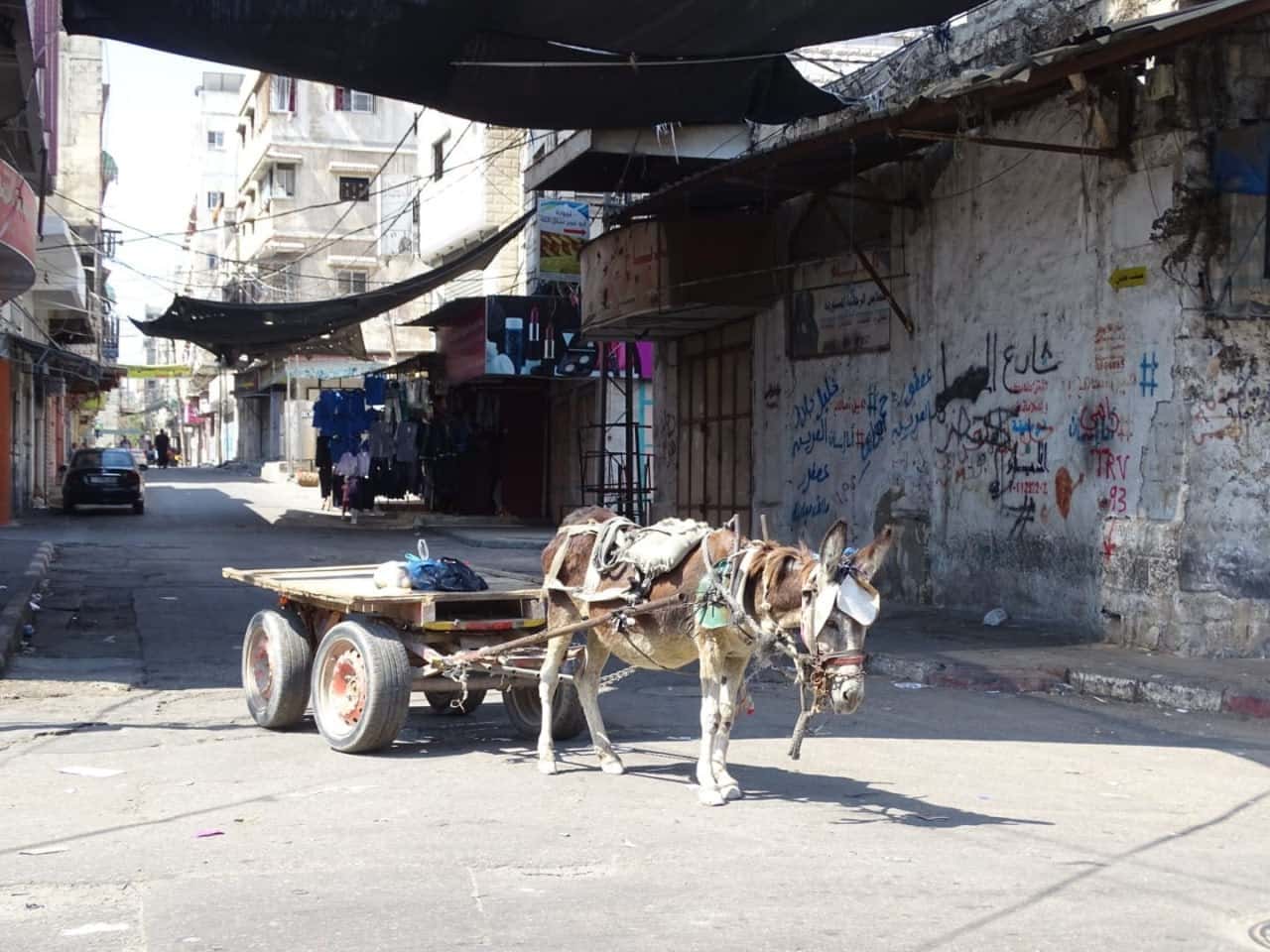 The donkeys of war: Pack animals are helping Gaza’s civilians survive a humanitarian catastrophe