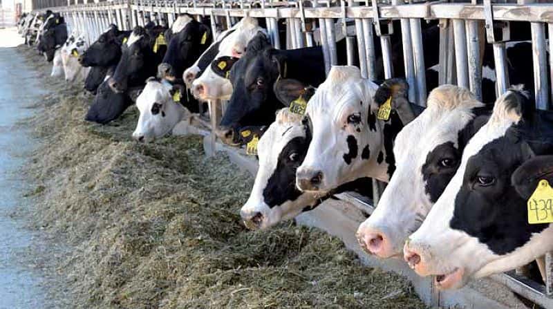 «Мы что, идиоты?» Забой скота дошел до Чувашии, фермеры, Z-блогеры и участники «СВО» выступили против чиновников