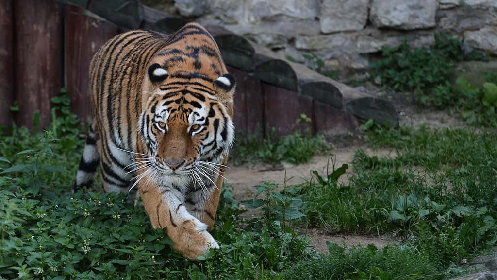 В Германии из зоопарка убежали два льва, два тигра и ягуар. Они гуляют по городу