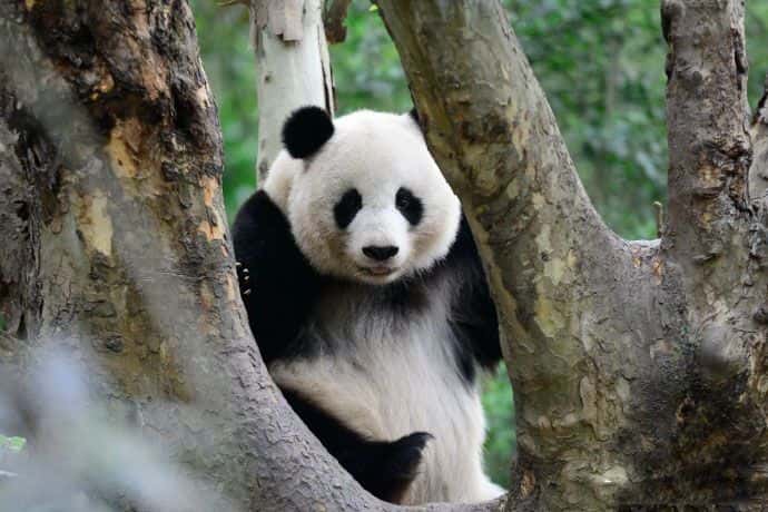 «Он гулял, но пошатнулся и упал». Китай расследует смерть своей панды в тайском зоопарке