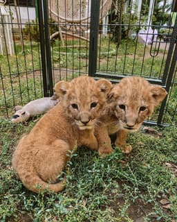 The lion cubs rescued by the Stoyanovs at their clinic