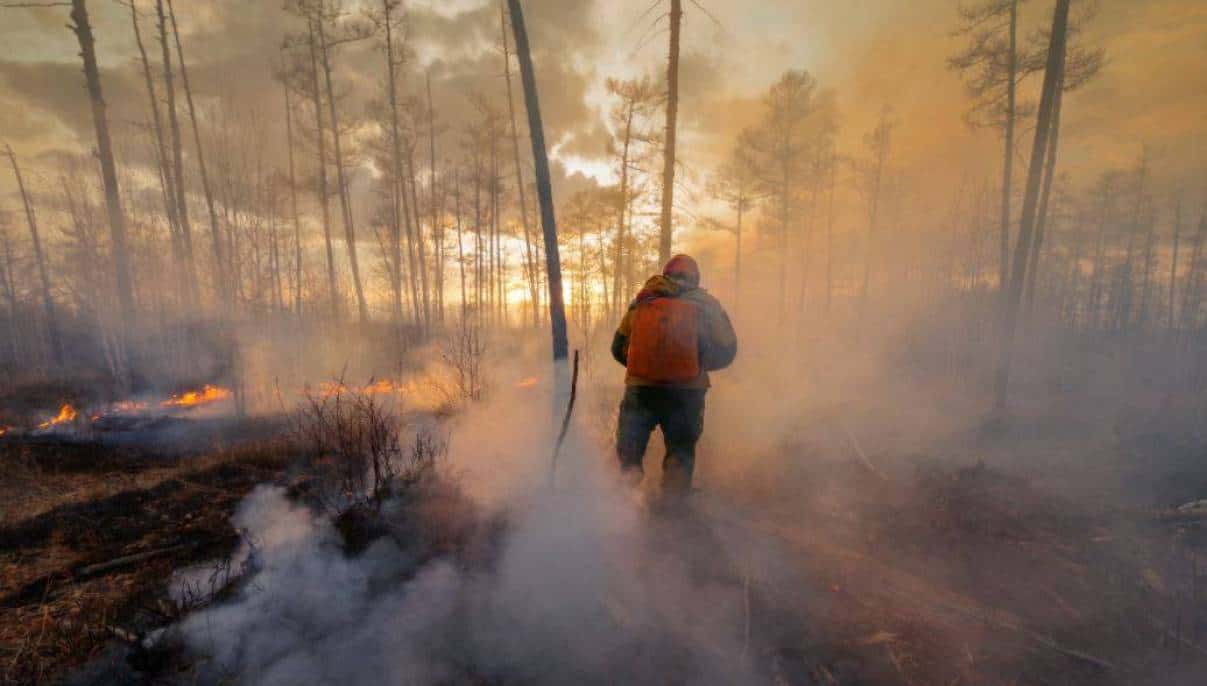 Площадь лесных пожаров в России превысила 785 тысяч га