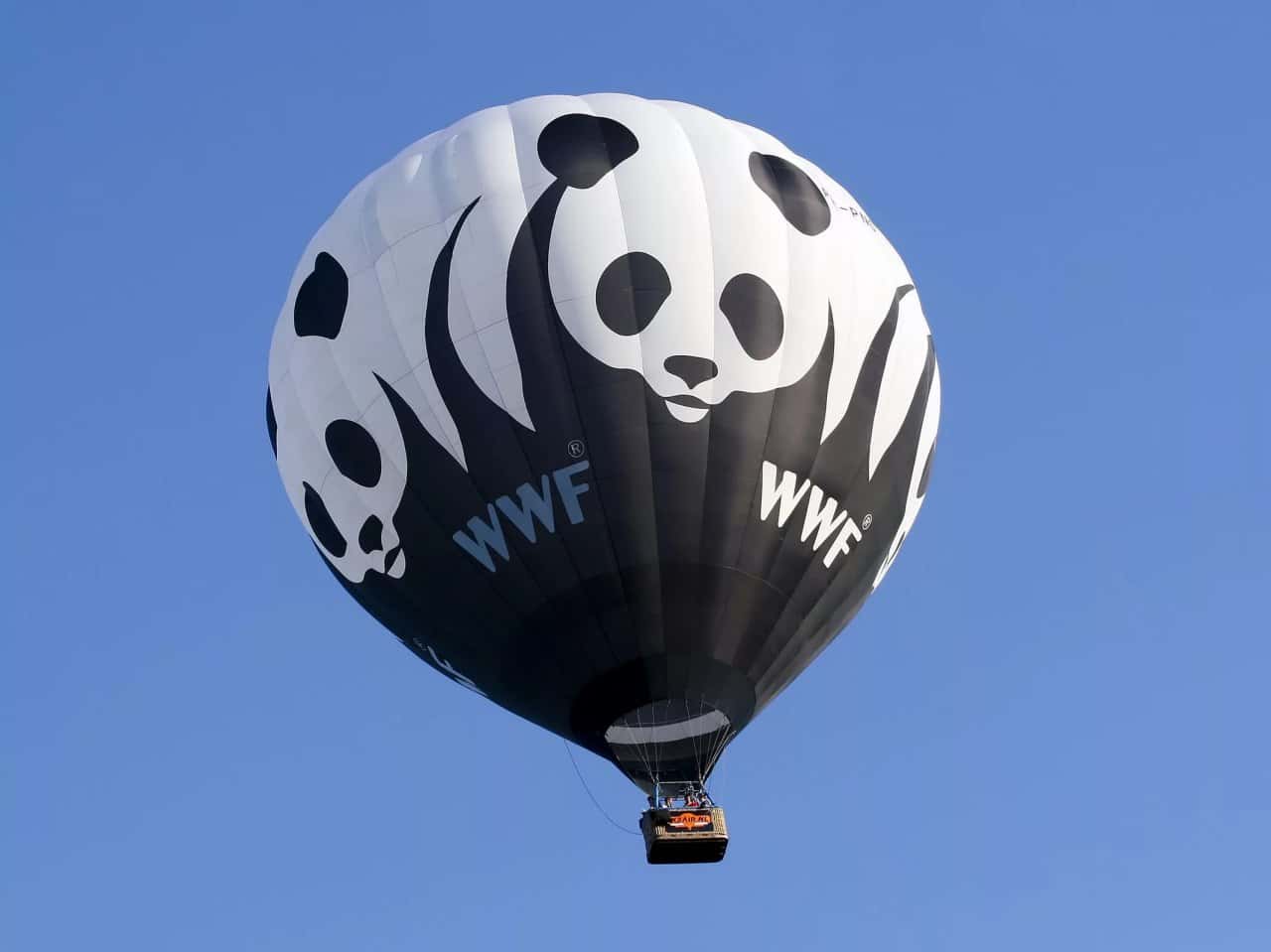 Директора ботанического сада во Владивостоке оштрафовали из-за логотипа «нежелательного» в России WWF