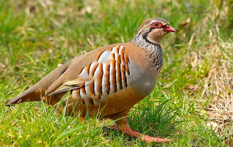 «Сказал, что ловил на пруду куропаток». Полицейские рассказали о задержании подозреваемого в подрыве машины Прилепина