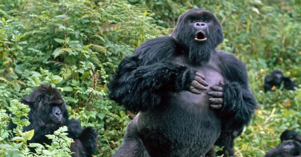 Гориллы управляют уровнем своей агрессии под конкретные потребности и социальный контекст — исследование