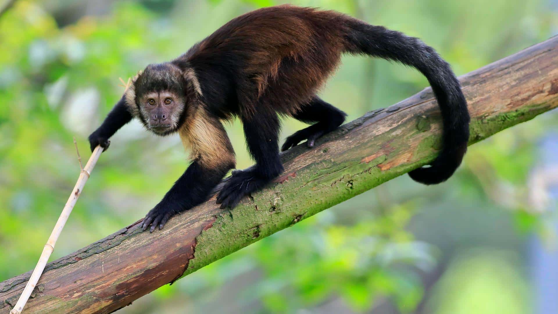 У капуцинов выявили необычное поведенческое «заражение» зудом во время груминга