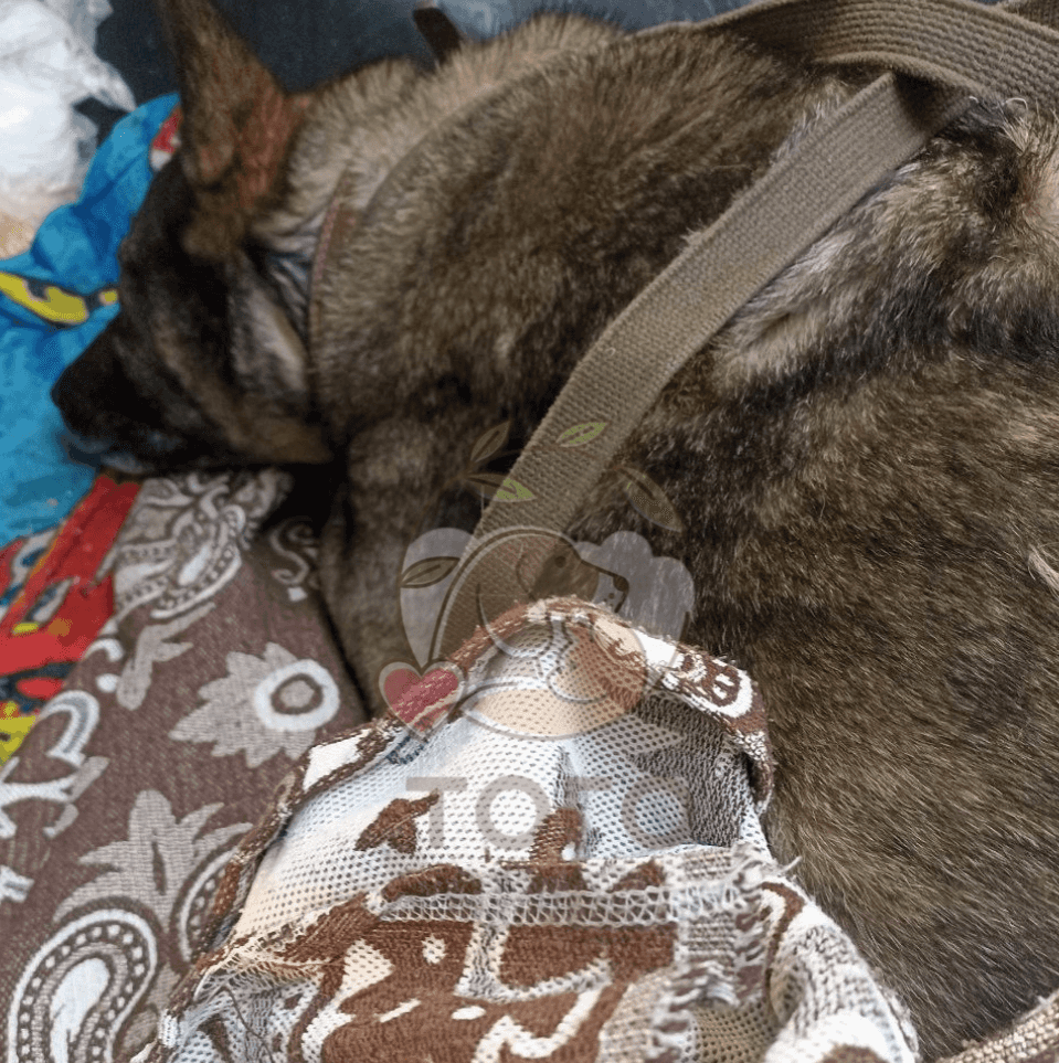 После скандала с собакой в «Додо Пицце» объявили о pet-friendly политике. В соцсетях управляющей массово желают смерти