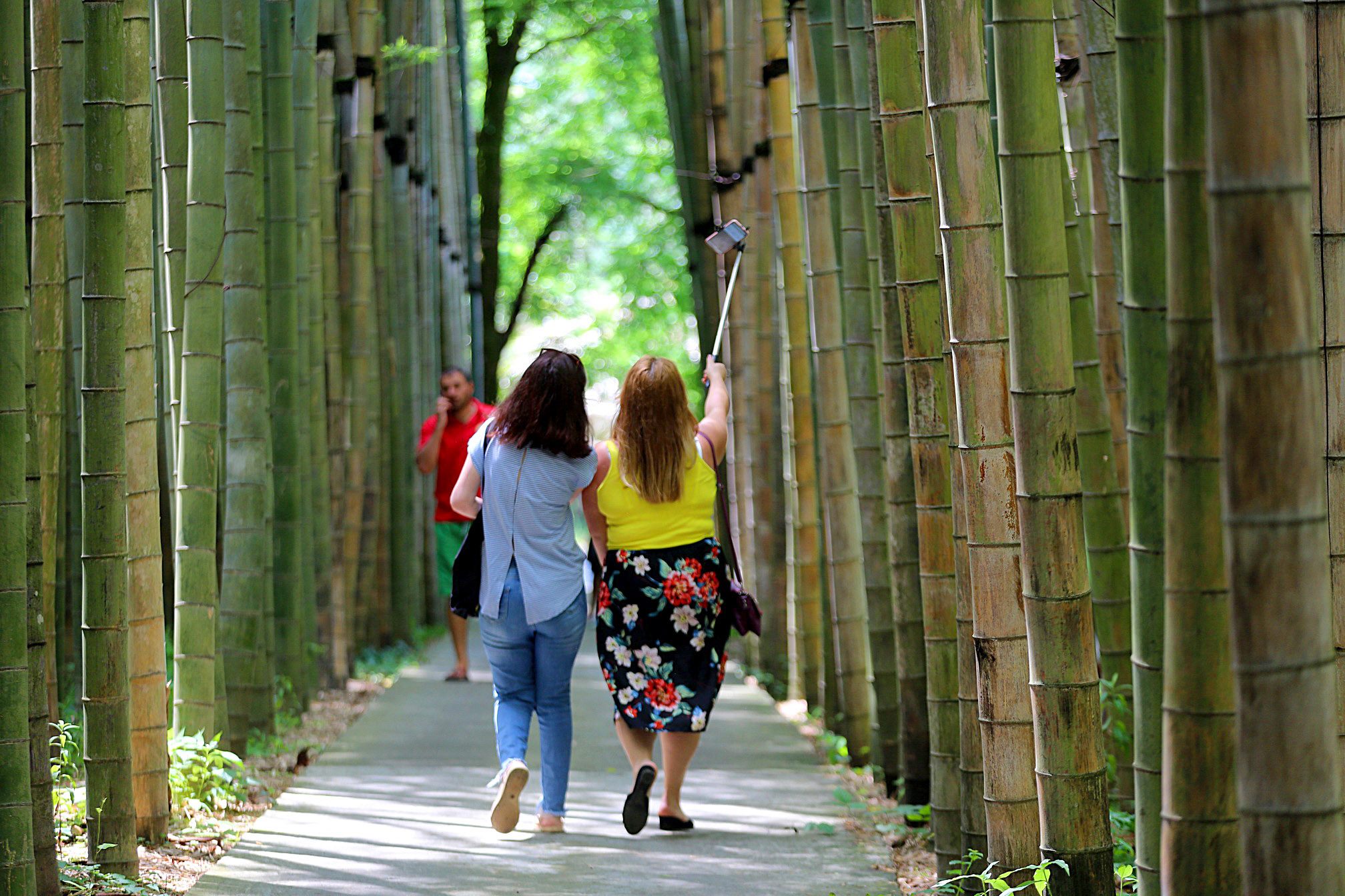 Дендропарк Иванишвили в черноморском поселке Шекветили