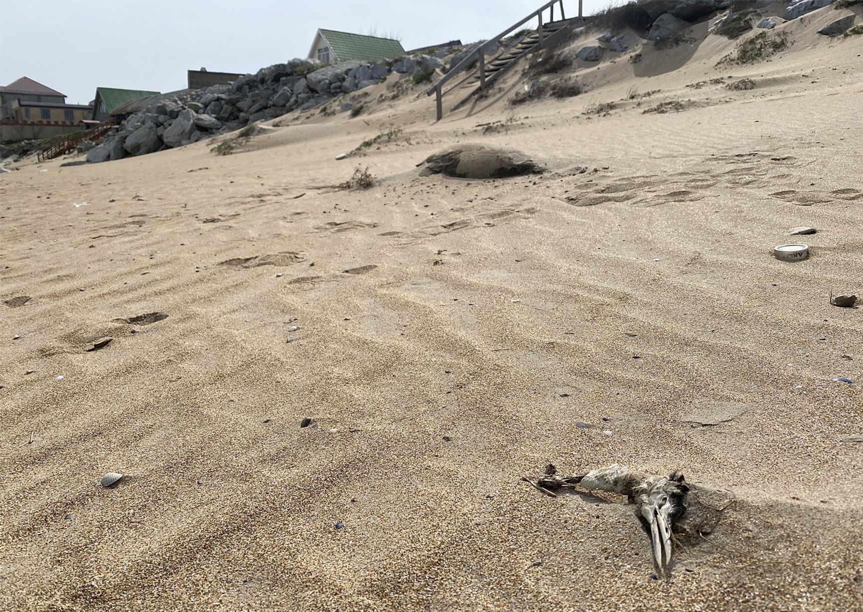 Seal carcass and dead bird on the beach in Karaman-6 neighborhood