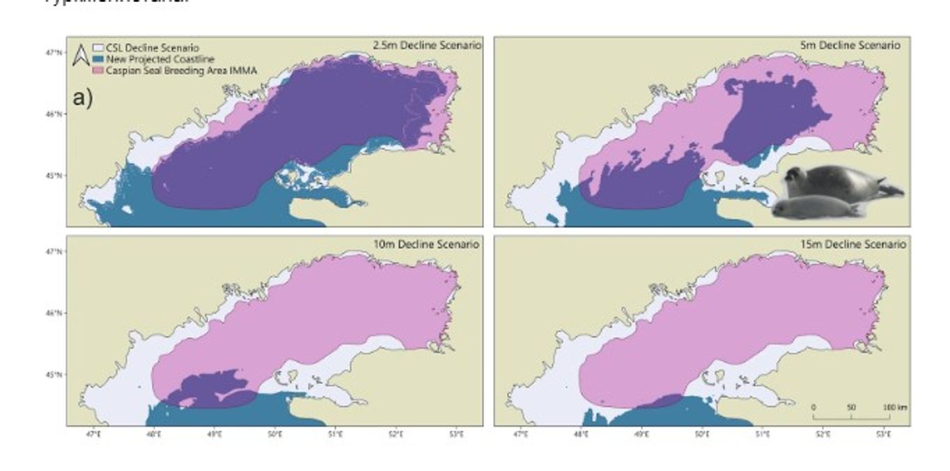 Four scenarios show the shrinking area of the Caspian Sea in the event of a sea level drop of 2.5 meters, 5 meters, 10 meters, and 15 meters. The forecast shows that with a drop of 10–15 meters, the Caspian seal would lose its breeding grounds (marked in purple)  “Rapid decline of the Caspian Sea level threatens ecosystem integrity, biodiversity protection, and human infrastructure,”Nature, April 10, 2025