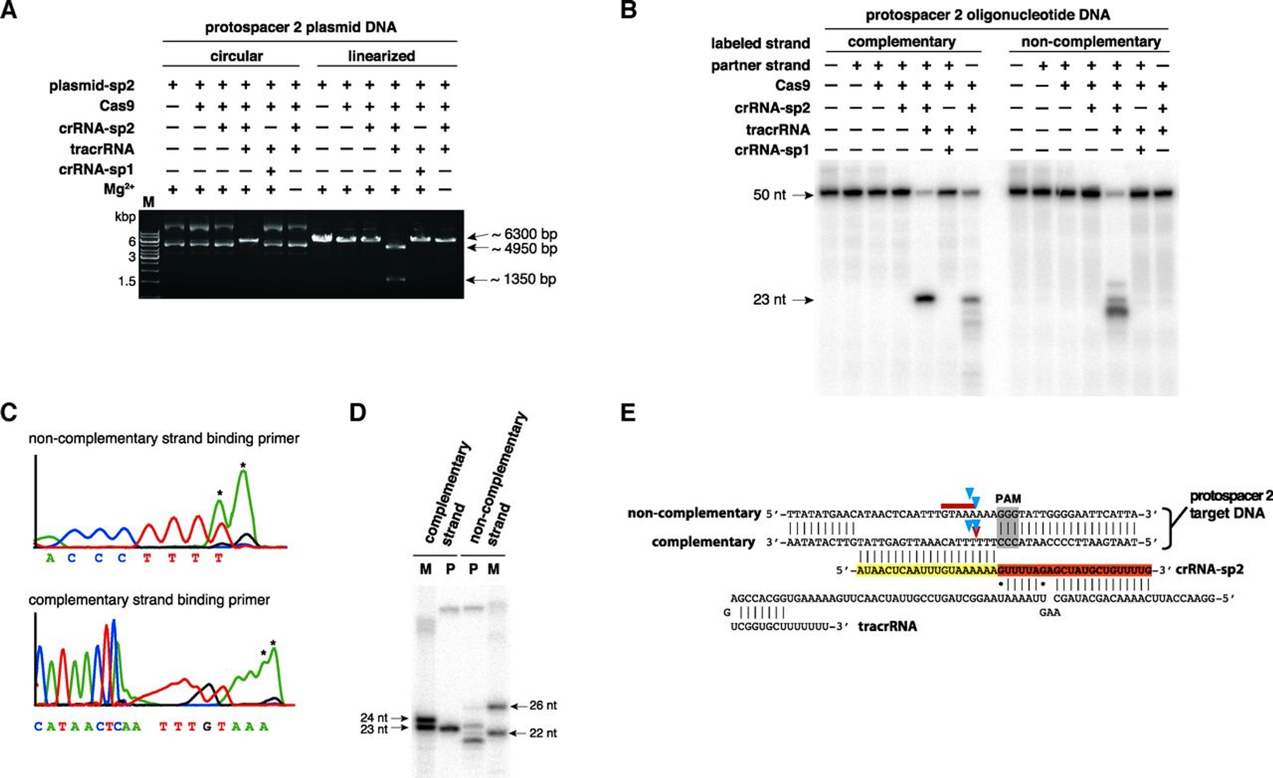 Infographic from the article by Jennifer Doudna and Emmanuelle Charpentier showing the mechanism of the Cas9 enzyme in the bacterial CRISPR system